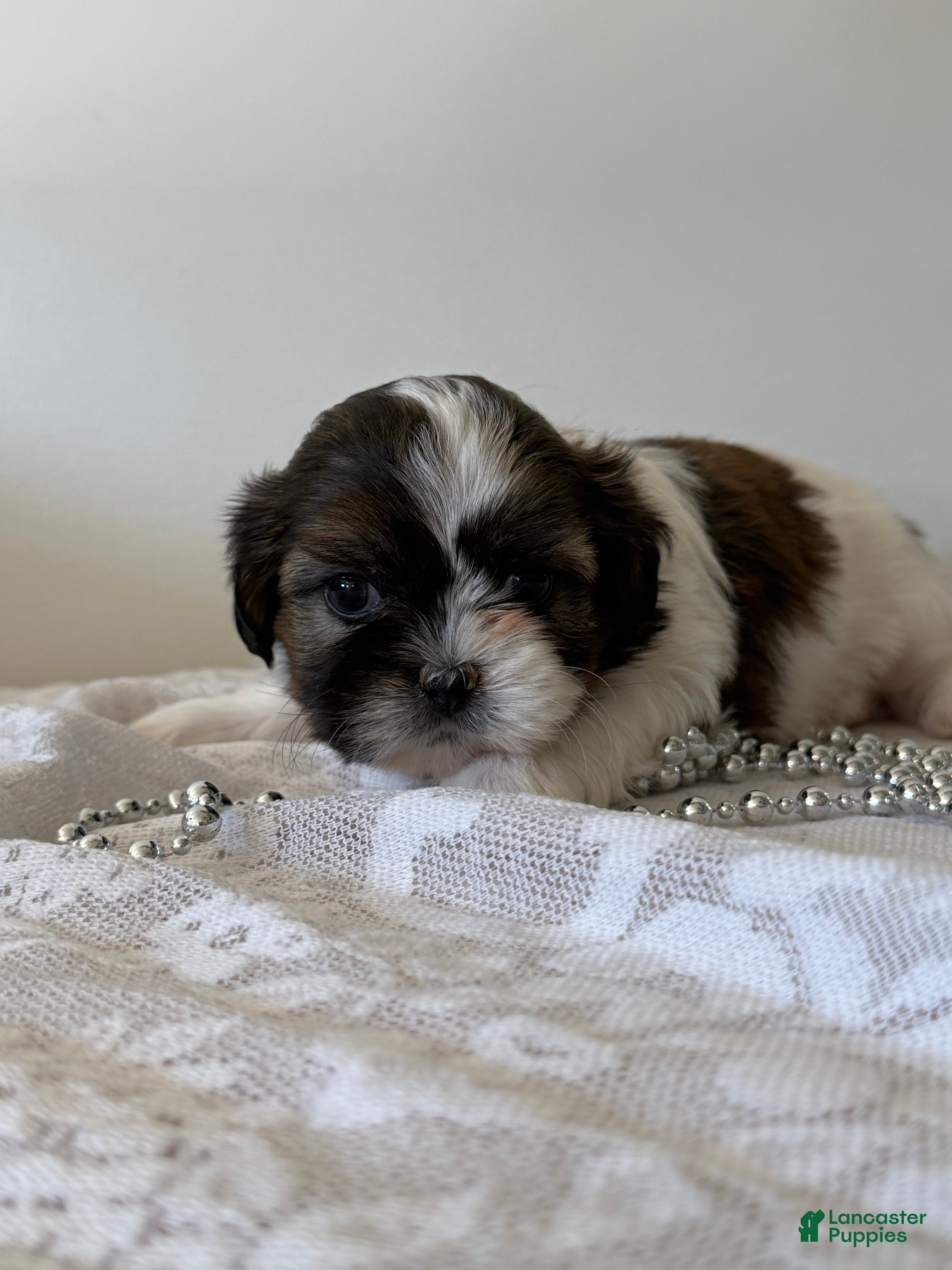 Shih Tzu dogs Champ Shih Tzu Puppy  - Ad 1