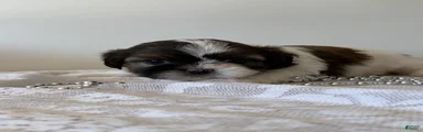 Champ Shih Tzu Puppy 