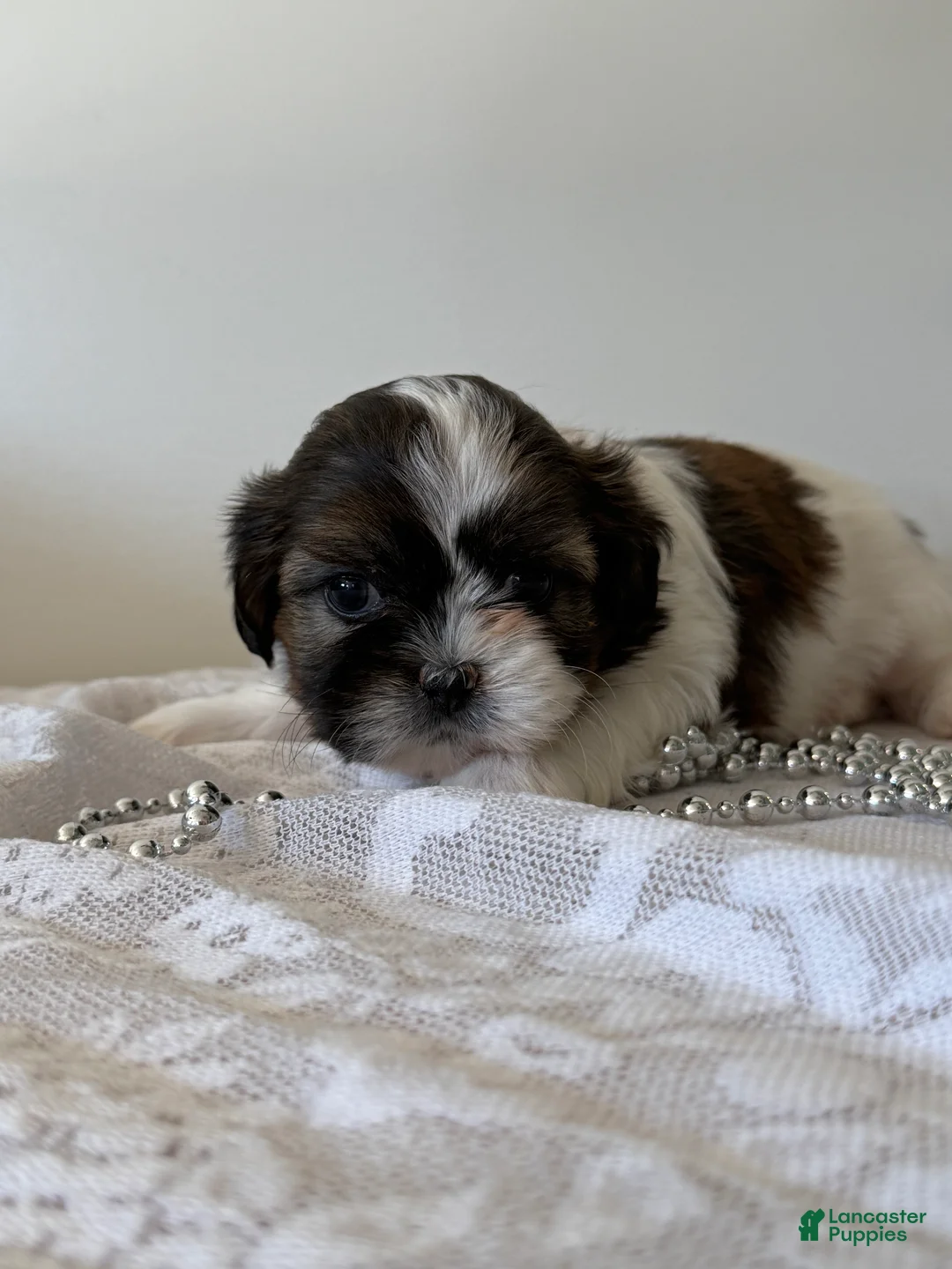 Shih Tzu dogs for sale: Champ Shih Tzu Puppy  - Ad 1