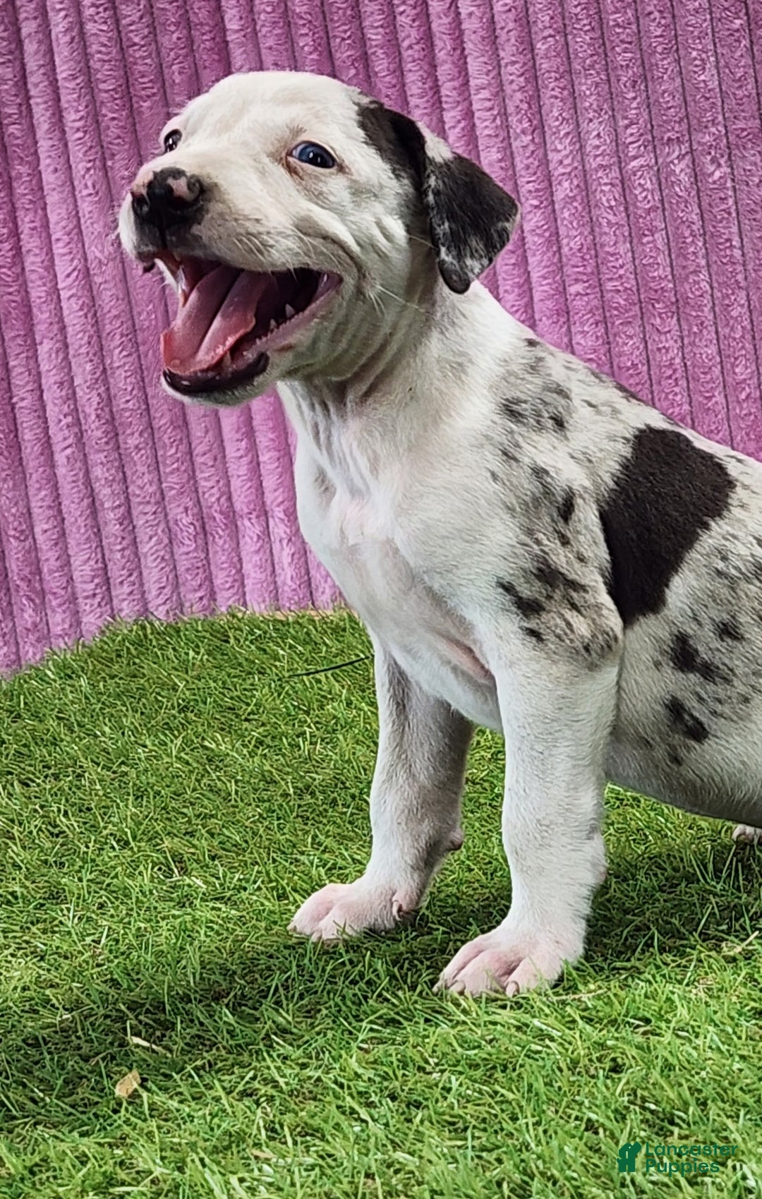 Catahoula Leopard Dog dogs for sale: Tess 2025 Female 5 - Ad 7