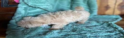 Maltipoo dogs for sale: Maltipoo Puppy 1 - Ad 3