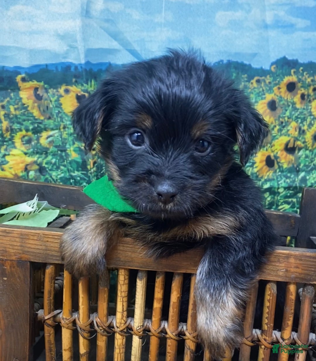 Shorkie dogs for sale: Loki  - Ad 4