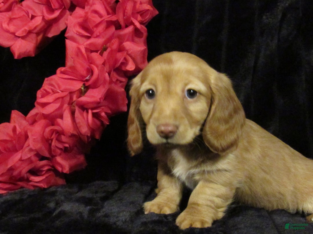 Miniature Dachshund dogs for sale: Missy - Ad 4