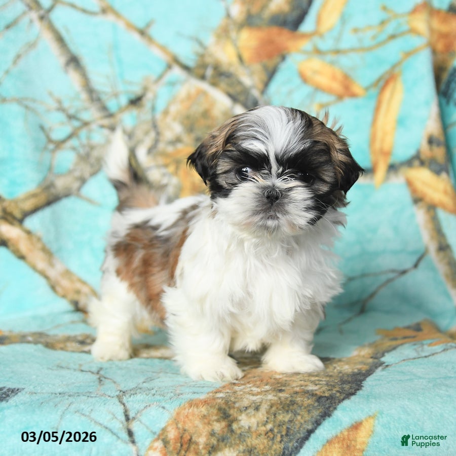 Shih Tzu dogs Fluffy - Ad 1