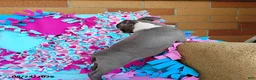 Boston Terrier dogs for sale: Razzle - Ad 3