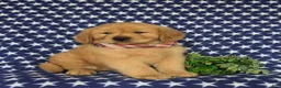 Golden Retriever dogs for sale: Roper - Ad 7