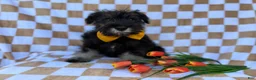 Miniature Schnauzer dogs for sale: Jasper - Ad 6