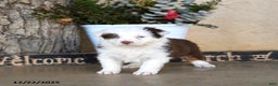 Australian Shepherd dogs for sale: Presley - Ad 3