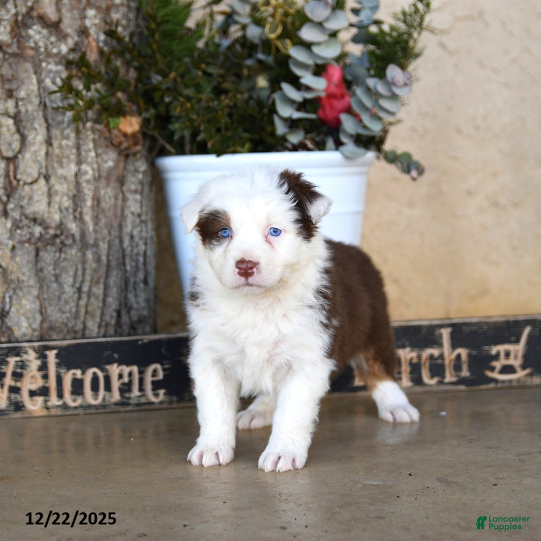 Australian Shepherd dogs for sale: Presley - Ad 3