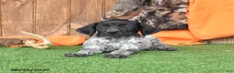 German Shorthaired Pointer dogs for sale: Shadow - Ad 4
