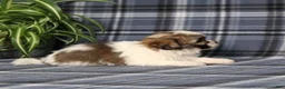 Teddy Bear dogs for sale: Yancy - Ad 4
