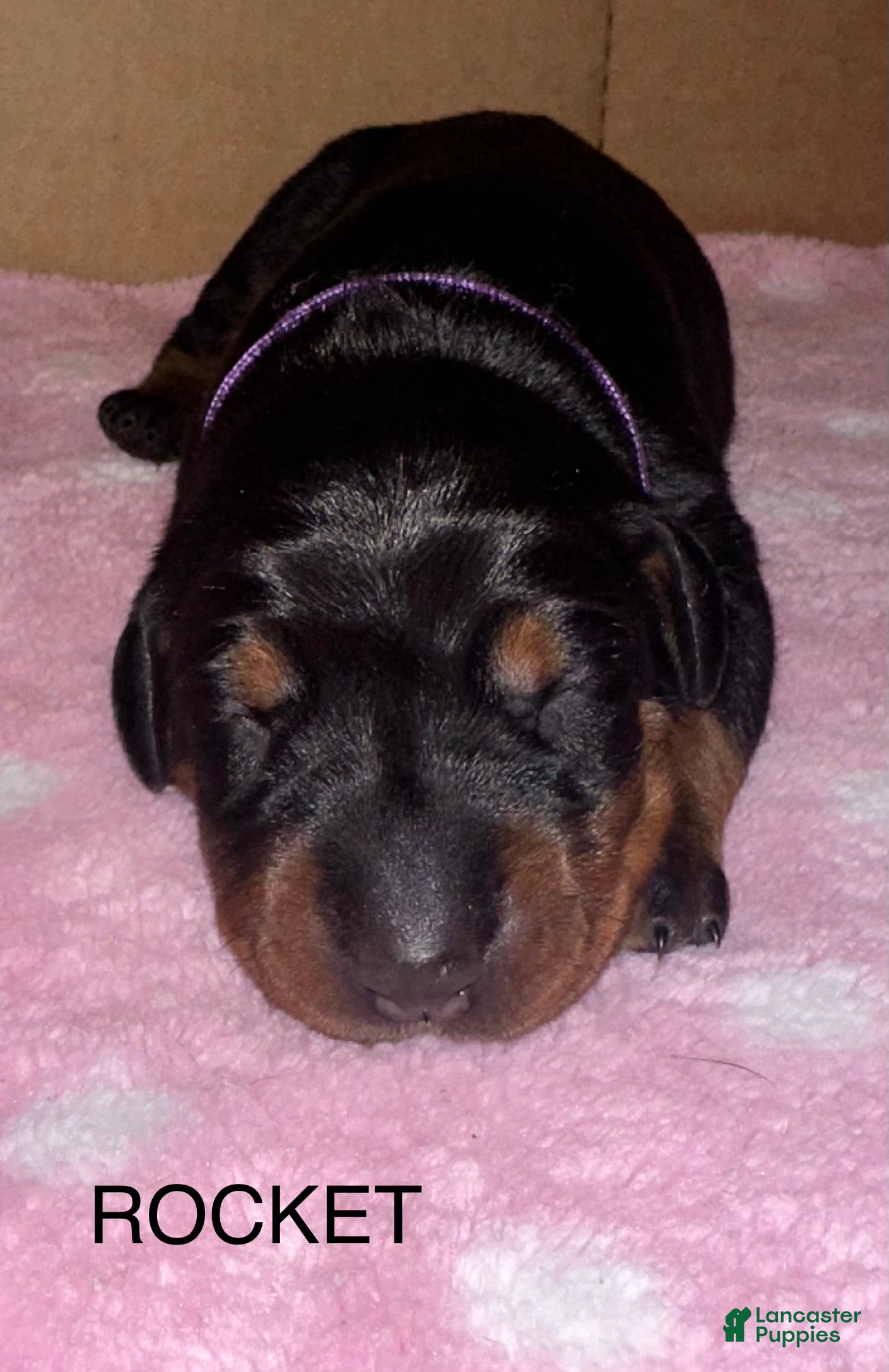 Doberman Pinscher dogs Rocket  - Ad 1