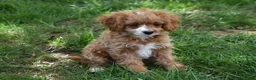 Cavapoo dogs for sale: Sophie  - Ad 6