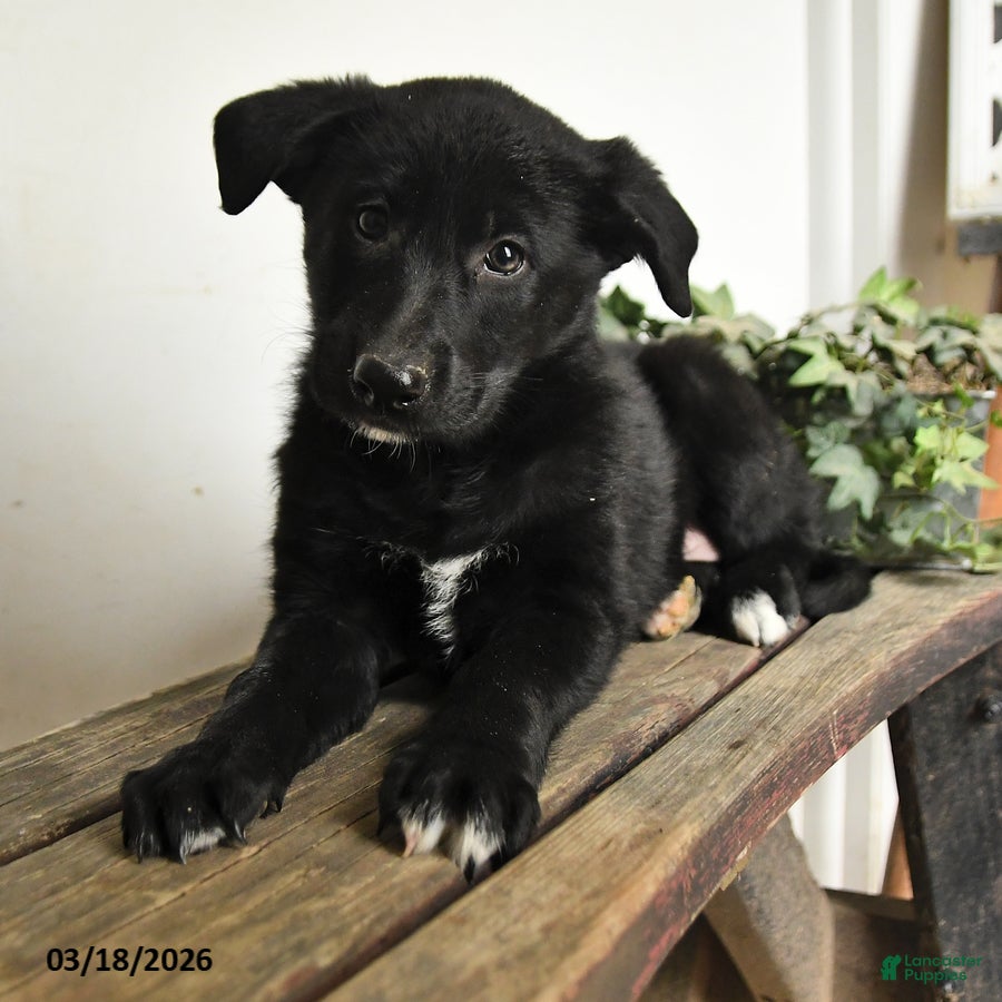 Mixed Breed dogs Daffodil - Ad 2