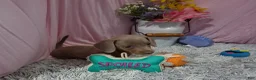 Miniature Dachshund dogs for sale: Miniature Dachshund 2 - Ad 4