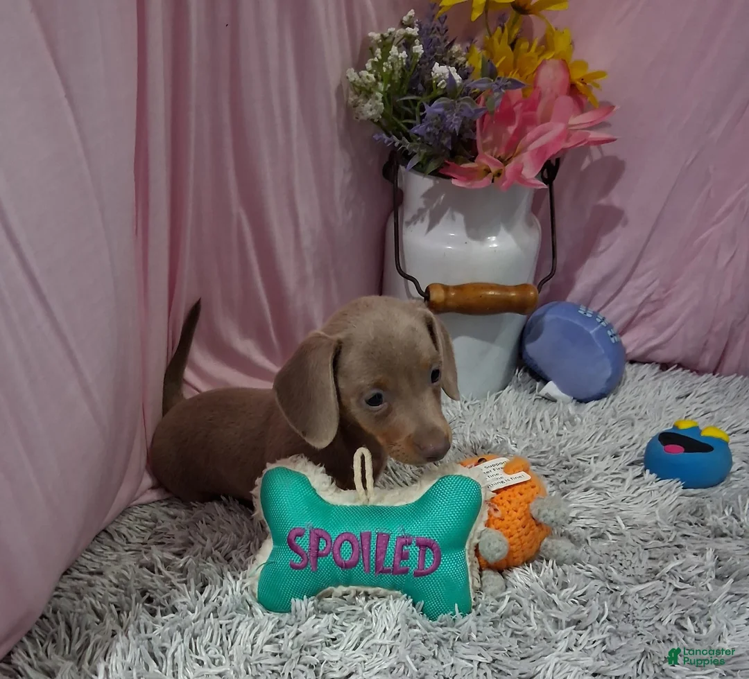 Miniature Dachshund dogs for sale: Miniature Dachshund 2 - Ad 4