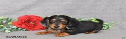Miniature Dachshund dogs for sale: Jesse - Ad 5