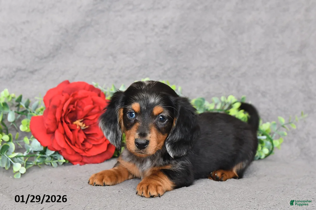 Miniature Dachshund dogs for sale: Jesse - Ad 5