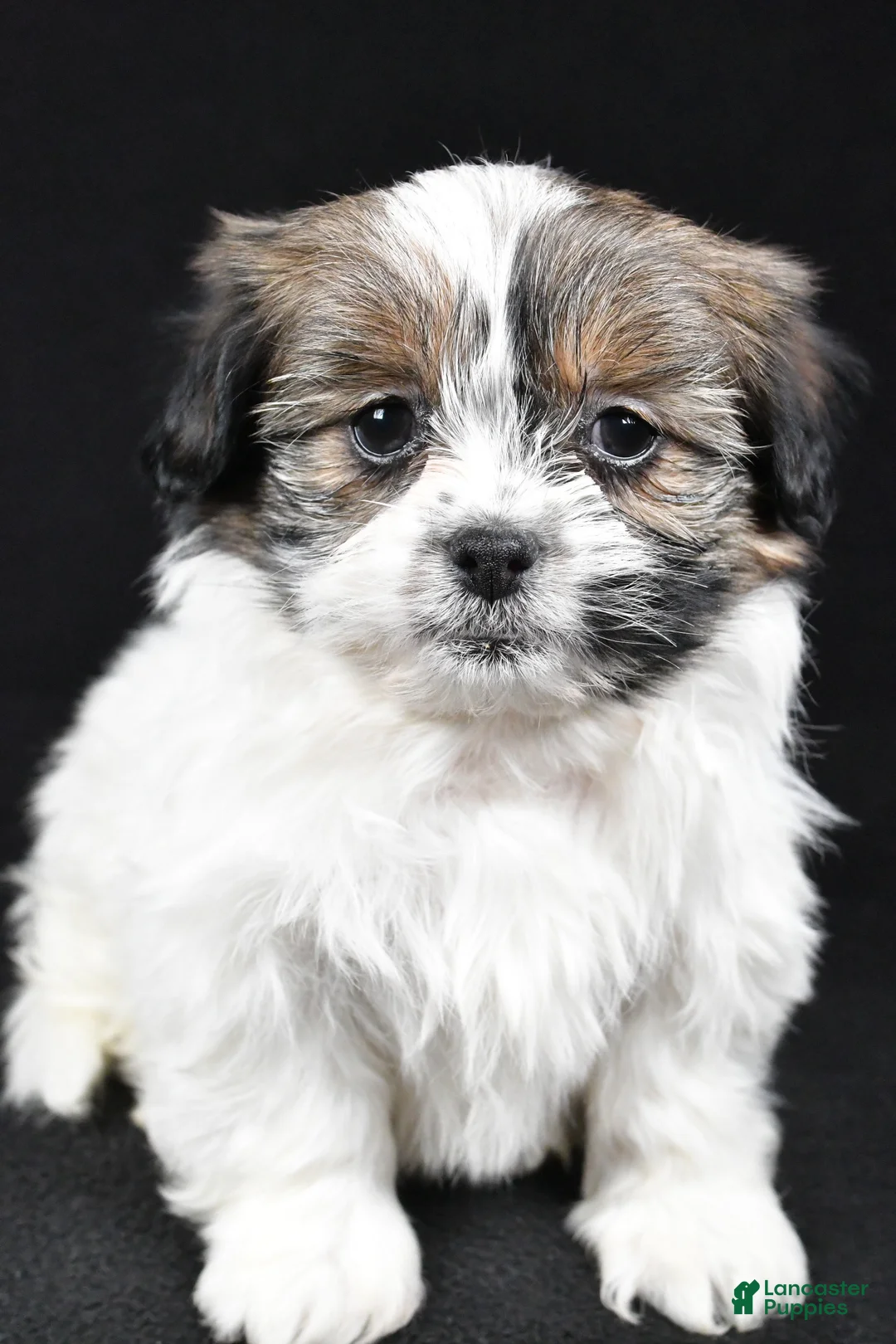 Mixed Breed dogs for sale: Angelo - Ad 6