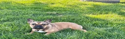 French Bulldog dogs for sale: French Bulldog Puppy 4 - Ad 4
