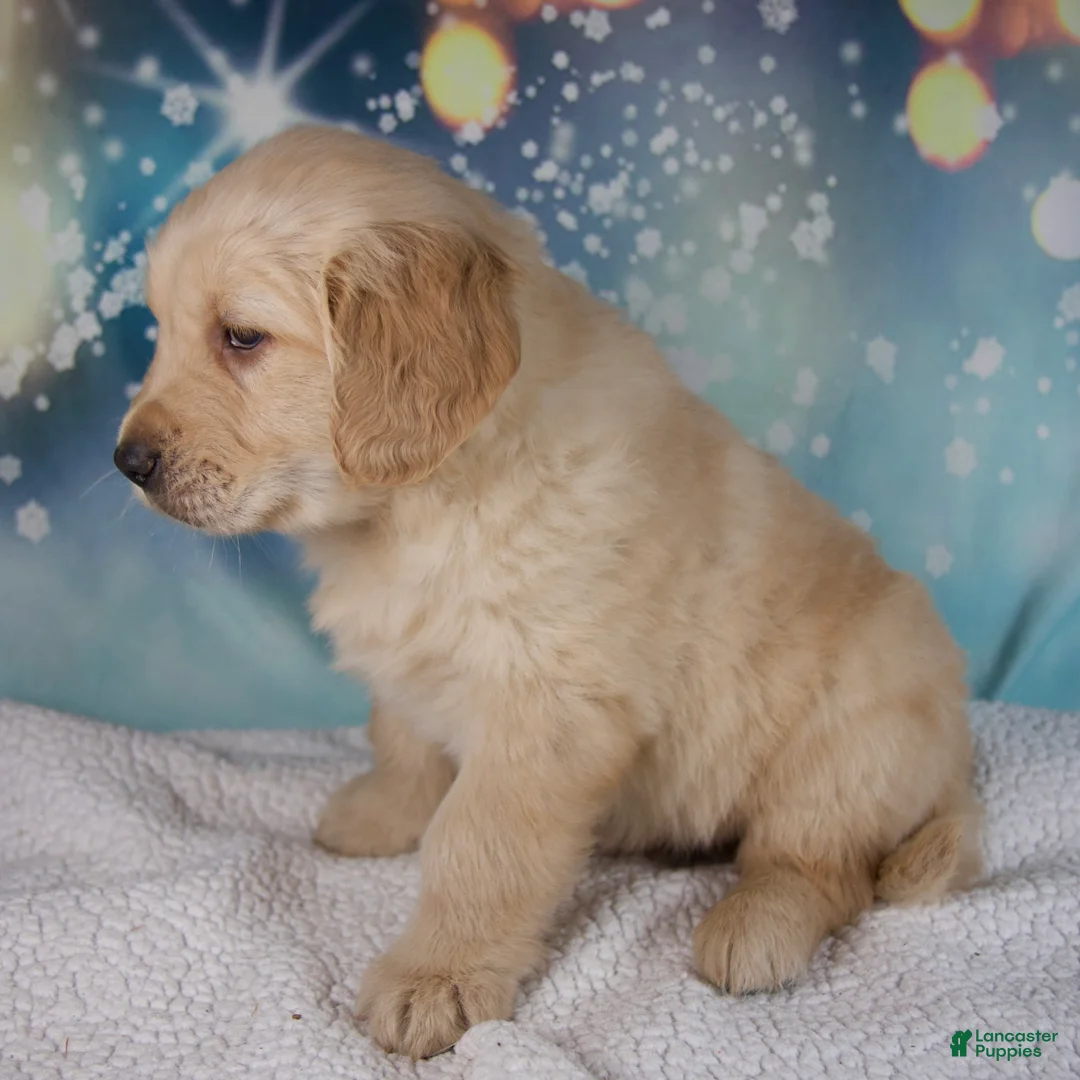 Golden Retriever dogs for sale: Edison - Ad 4