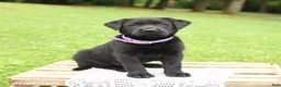 Labrador Retriever dogs for sale: Macaron - Ad 2