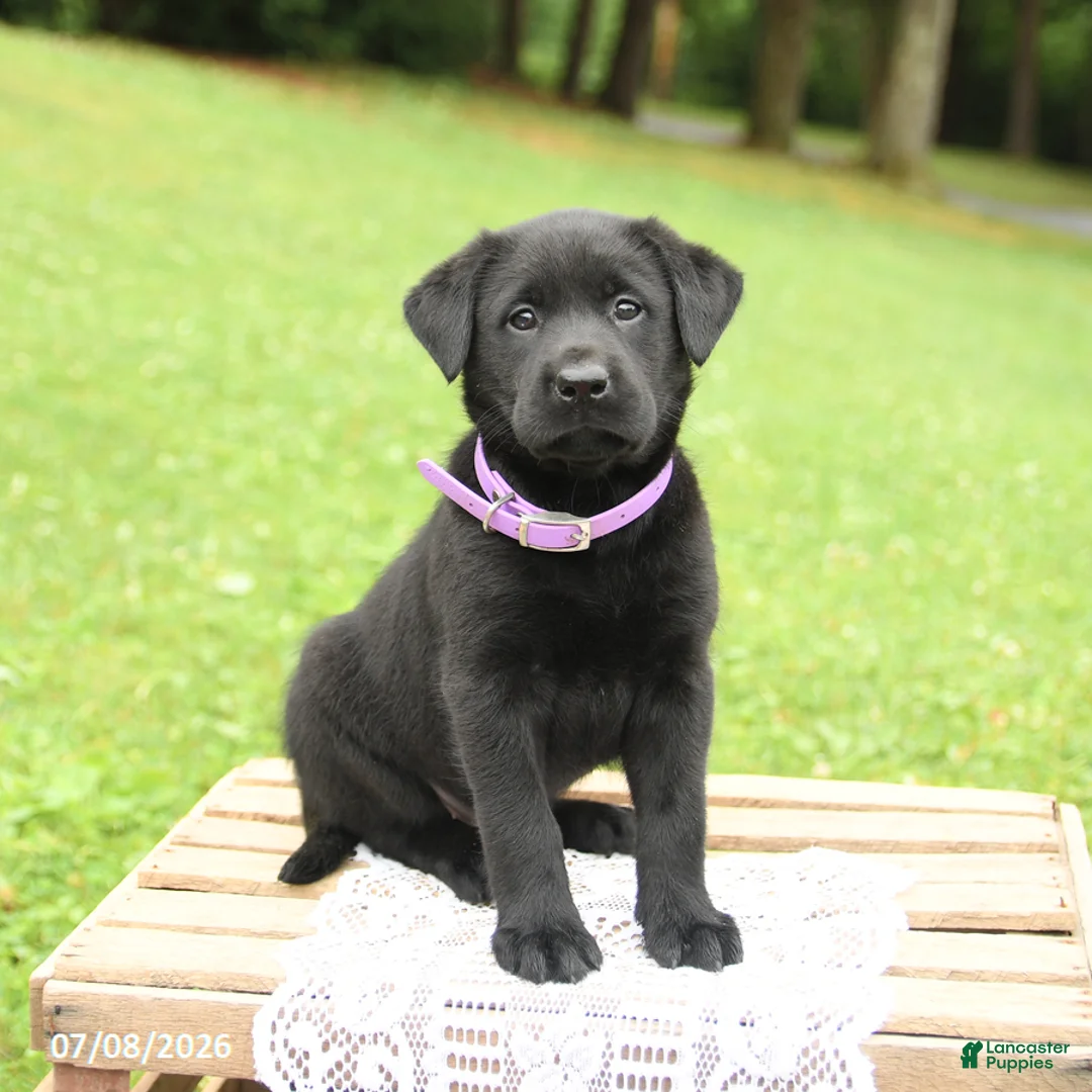 Labrador Retriever dogs for sale: Macaron - Ad 2