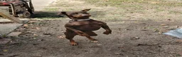 Mixed Breed dogs for sale: Dark brown and black  - Ad 4