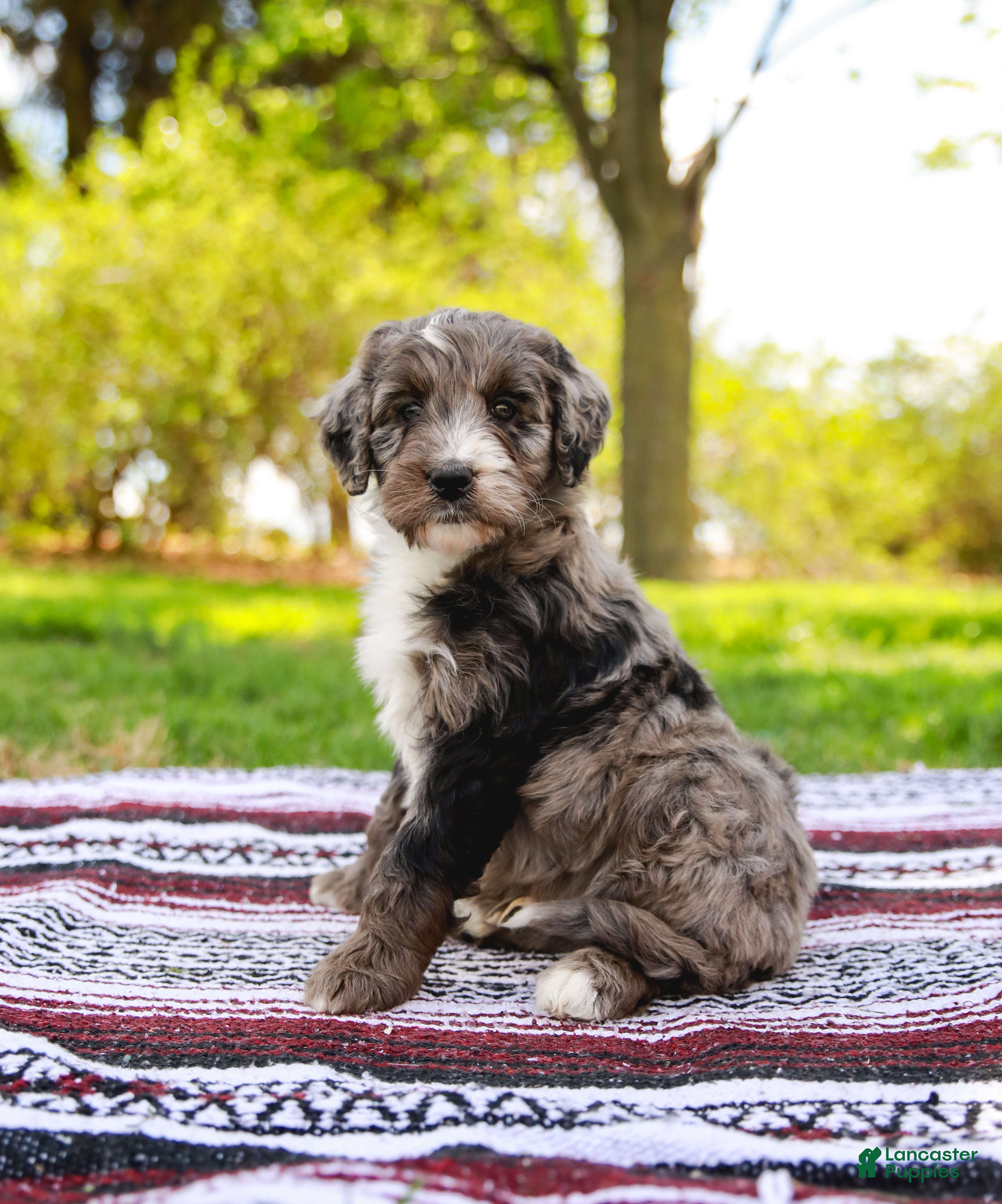 Aussiedoodle dogs Monty Standard - Ad 1