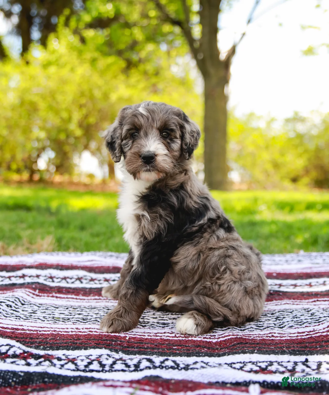 Aussiedoodle dogs for sale: Monty Standard - Ad 1