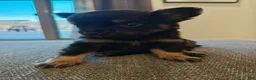 Pomeranian dogs for sale: Pomeranian 2 - Ad 3