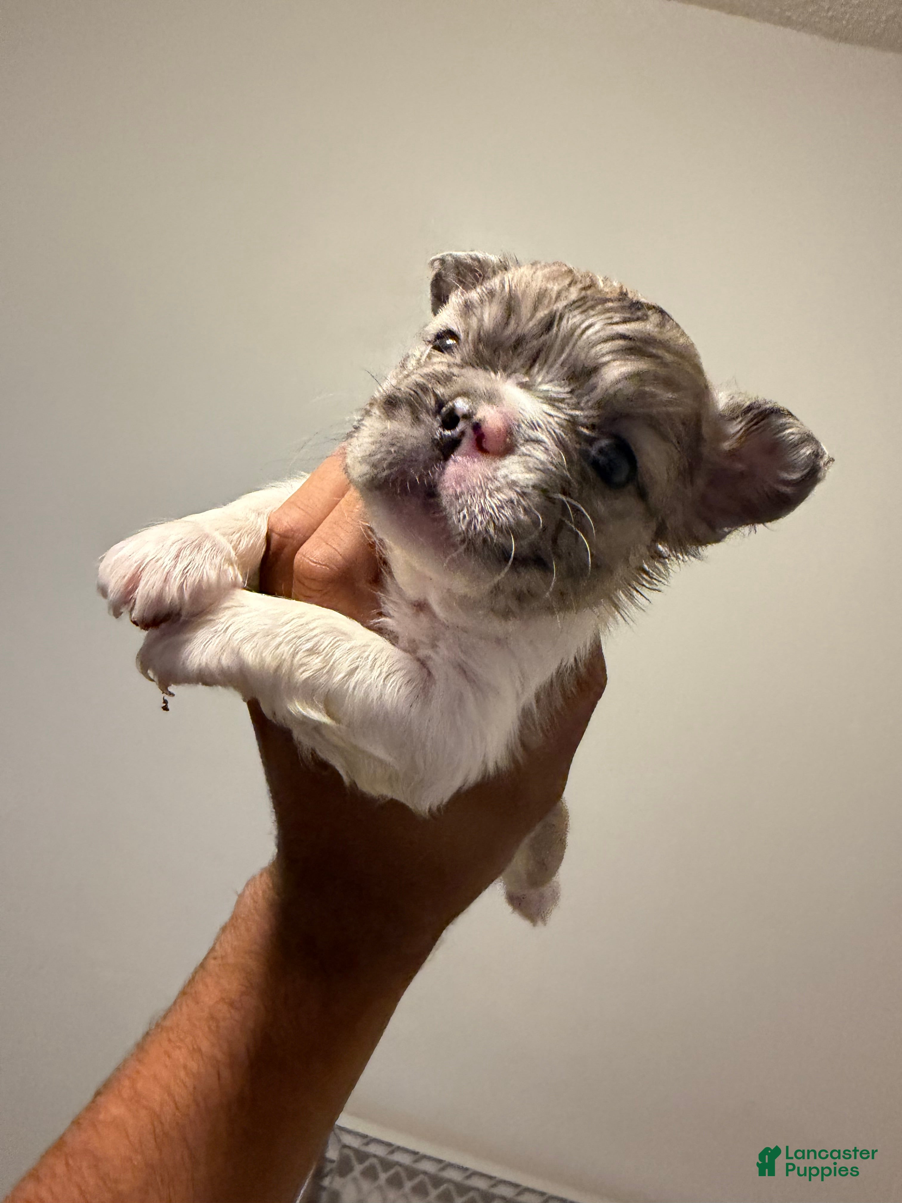 French Bulldog dogs Rocky - Ad 2