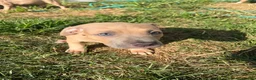 American Bully dogs for sale: American Bully 5 - Ad 2