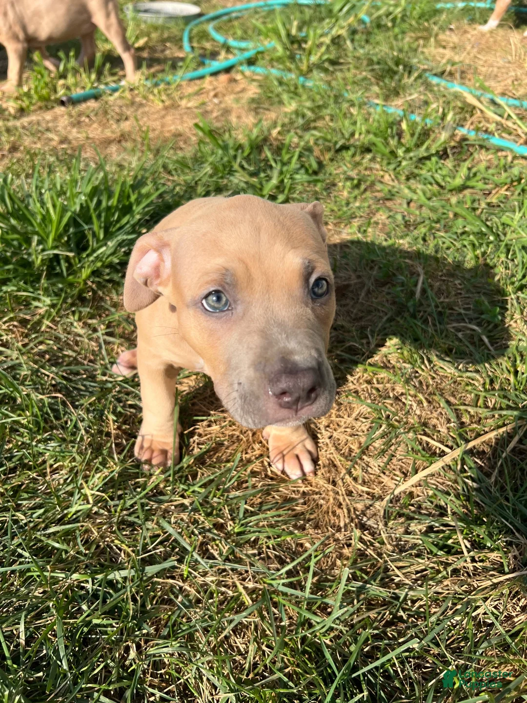 American Bully dogs for sale: American Bully 5 - Ad 2