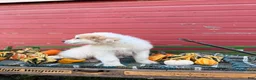 Great Pyrenees dogs for sale: Clark - Ad 3