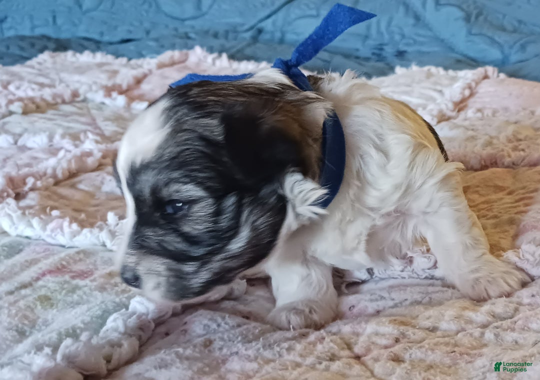 Miniature Schnauzer dogs for sale: Mia's Blue Ribbon Boy  - Ad 5