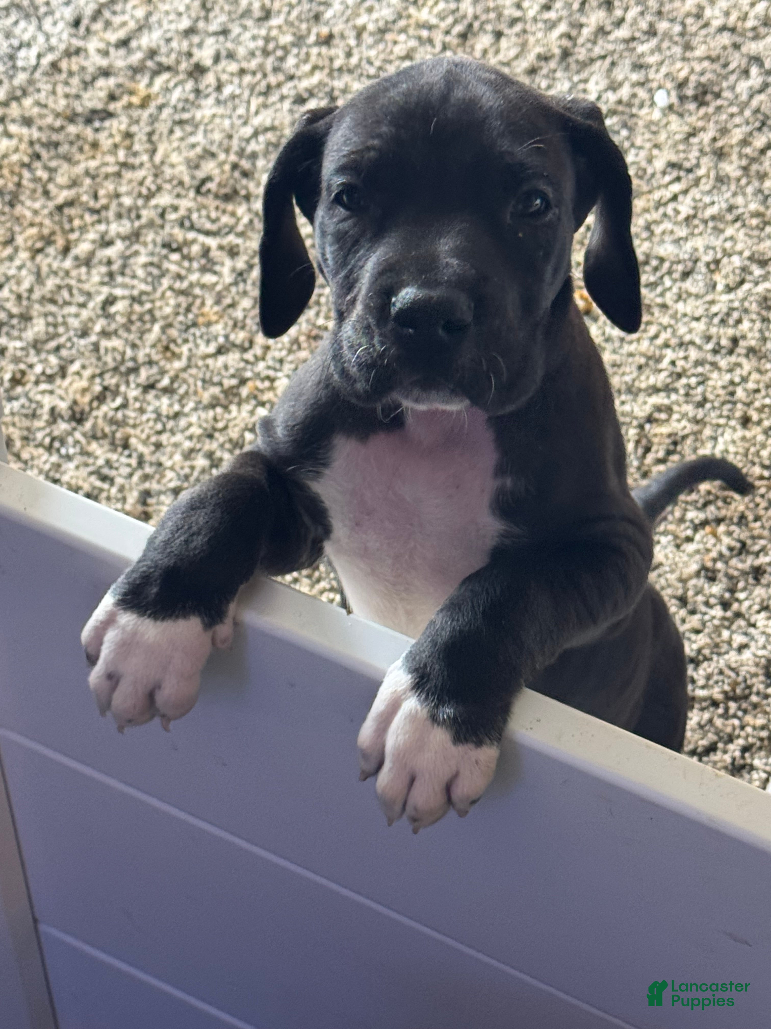 Great Dane dogs Bernadette - Ad 25