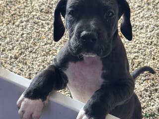 Great Dane dogs Bernadette - Ad 25