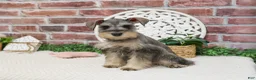 Miniature Schnauzer dogs for sale: Hadley  - Ad 4