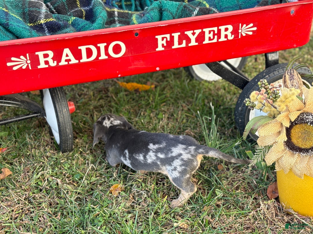 Miniature Dachshund dogs for sale: Coco - Ad 10