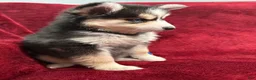 Pomsky dogs for sale: Celeste - Ad 6