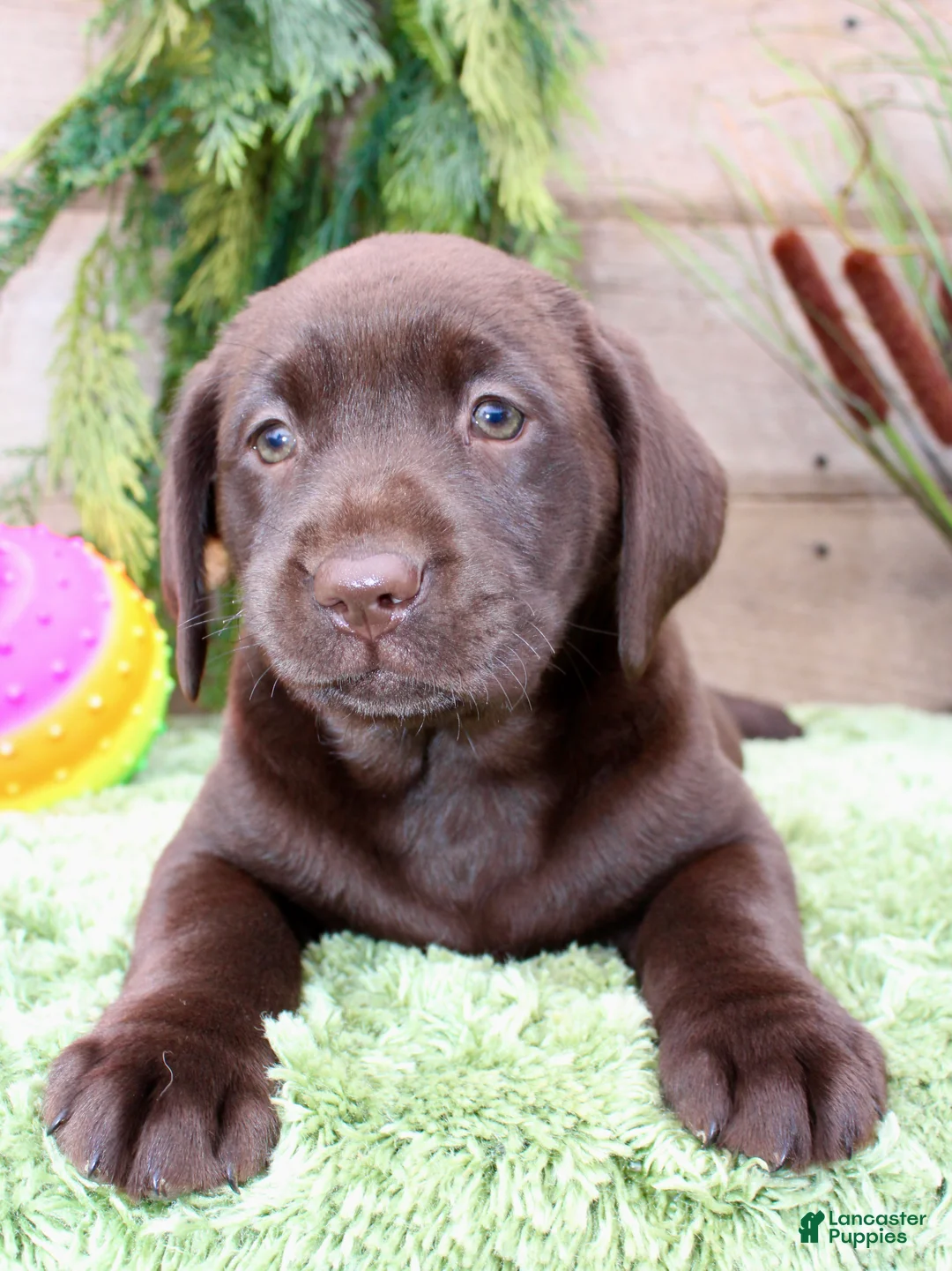 Labrador Retriever dogs for sale: Tootsie - Ad 1