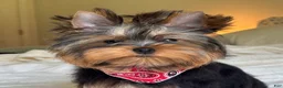 Yorkshire Terrier dogs for sale: Cody - Ad 12