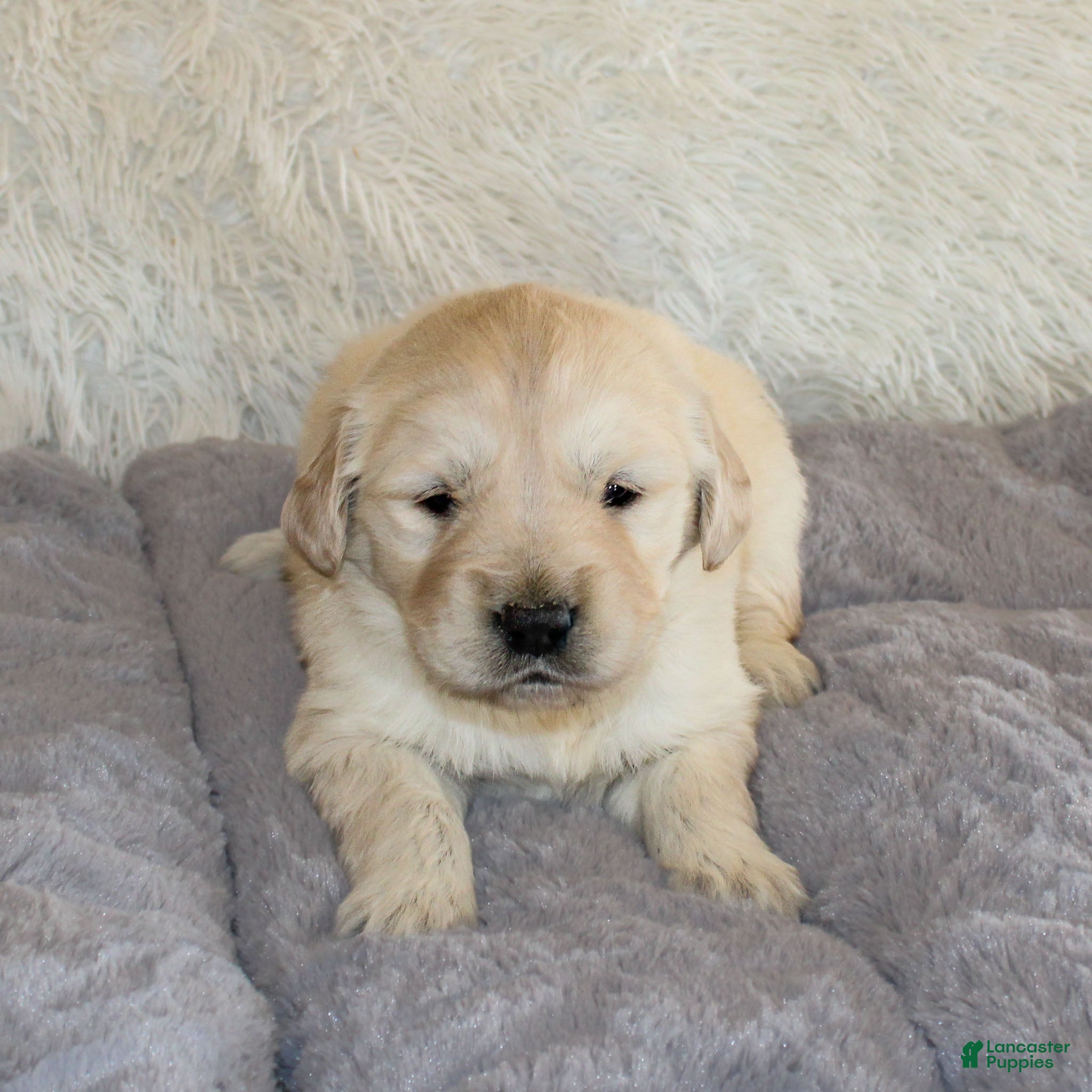 Golden Retriever dogs Mike the TRAINED Golden Retriever Puppy  - Ad 14