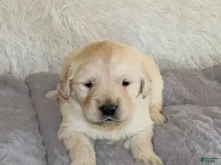 Golden Retriever dogs Mike the TRAINED Golden Retriever Puppy - Ad 14