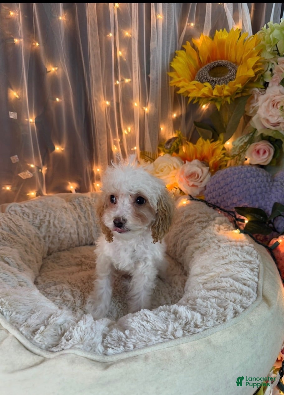 Toy Poodle dogs Toy Poodle 1 - Ad 13