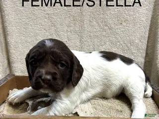 English Springer Spaniel dogs English Springer Spaniel Puppy 4 - Ad 10