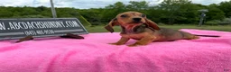 Miniature Dachshund dogs for sale: Miniature Dachshund Puppy 3 - Ad 3