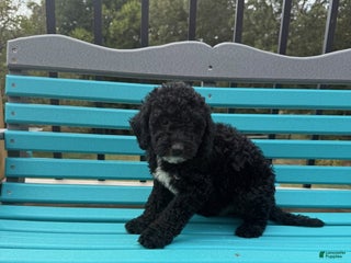 Miniature Labradoodle dogs - Ad 5