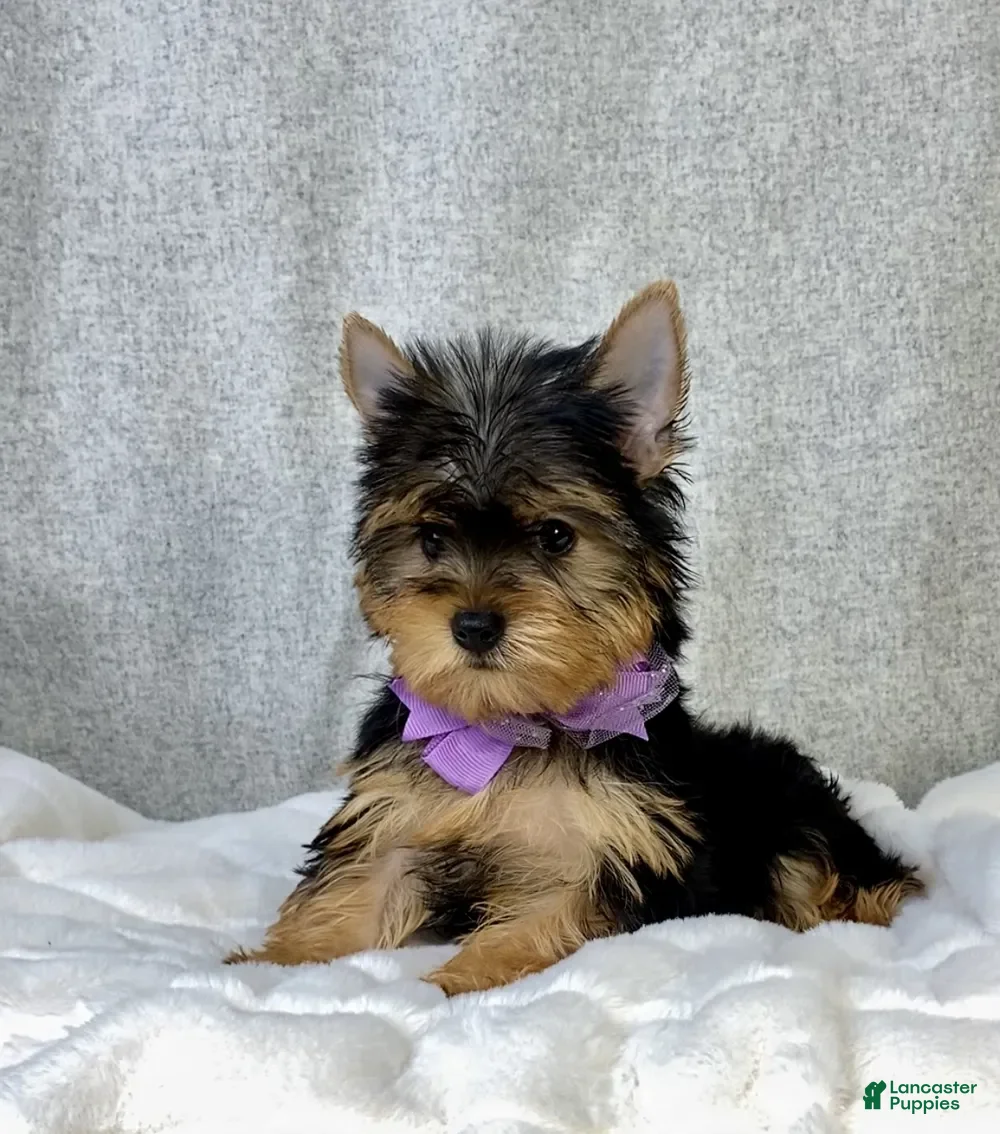 Yorkshire Terrier dogs Destiny - Ad 2
